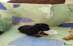 Chihuahua dogs for sale: KC Registered Long Haired Chihuahua puppy boy - Image 1