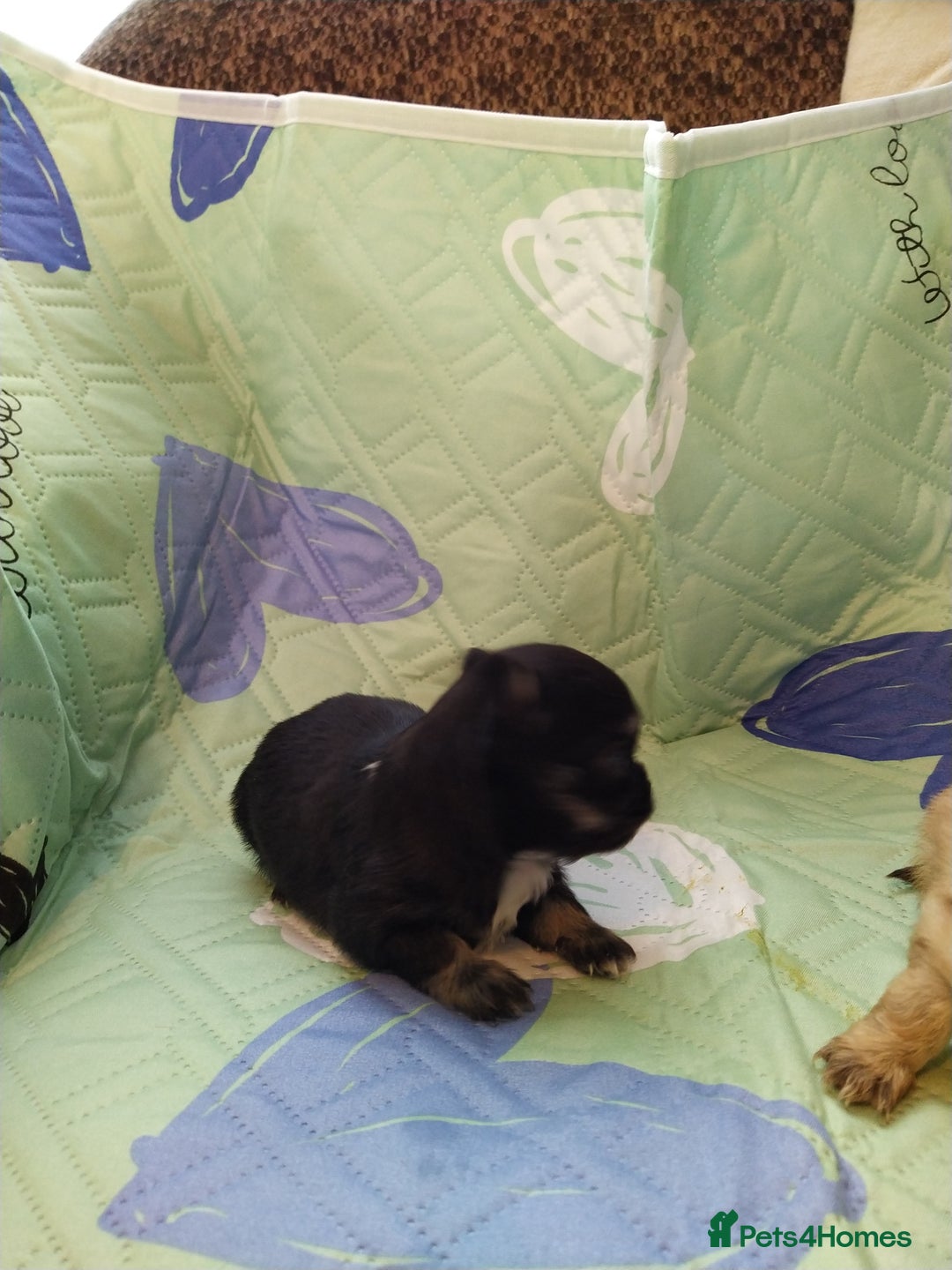 Chihuahua dogs for sale: KC Registered Long Haired Chihuahua puppy boy - Image 1