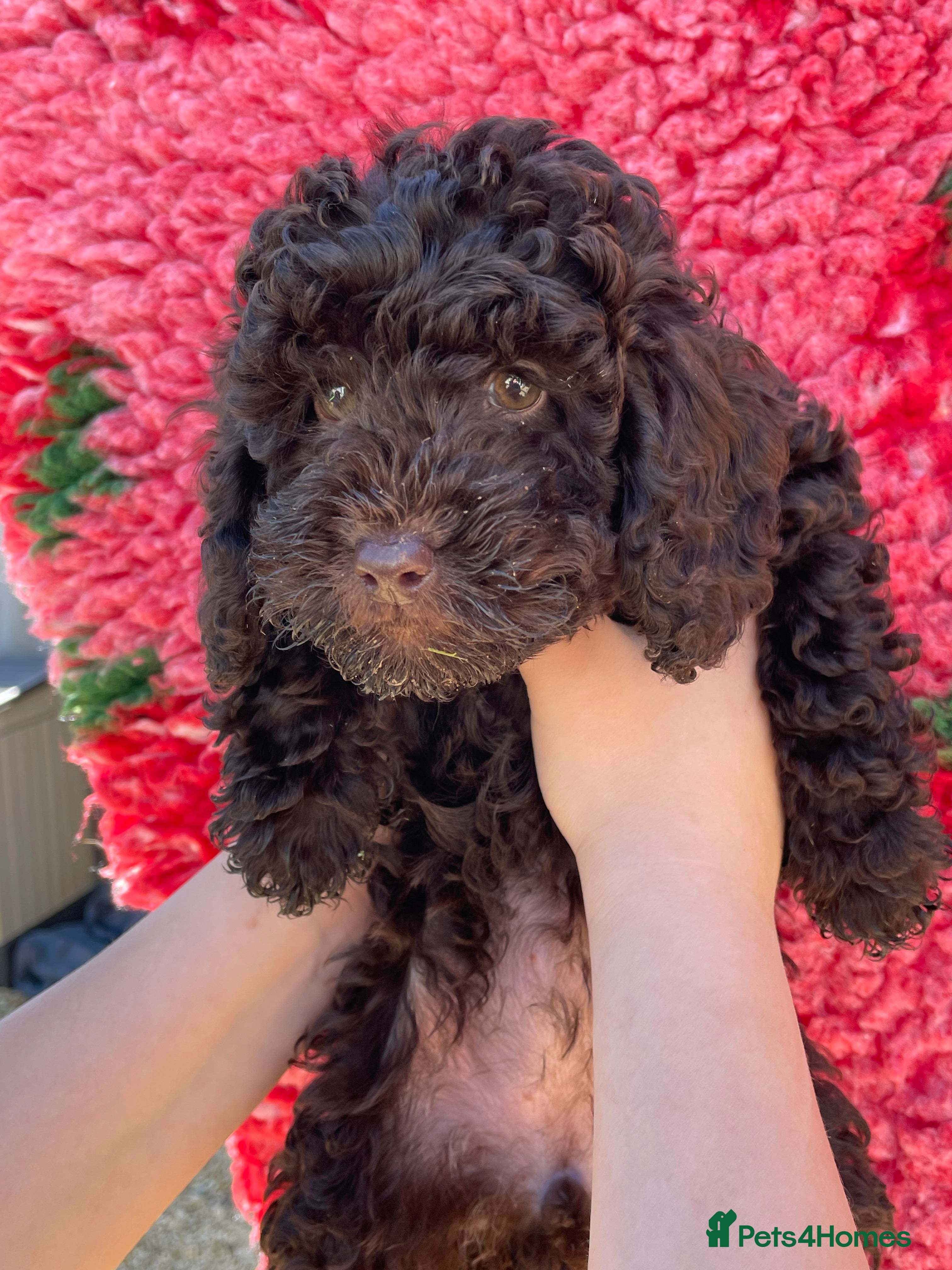 Labradoodle dogs  Sweet Miniature Labradoodle puppies for sale  - Advert 1
