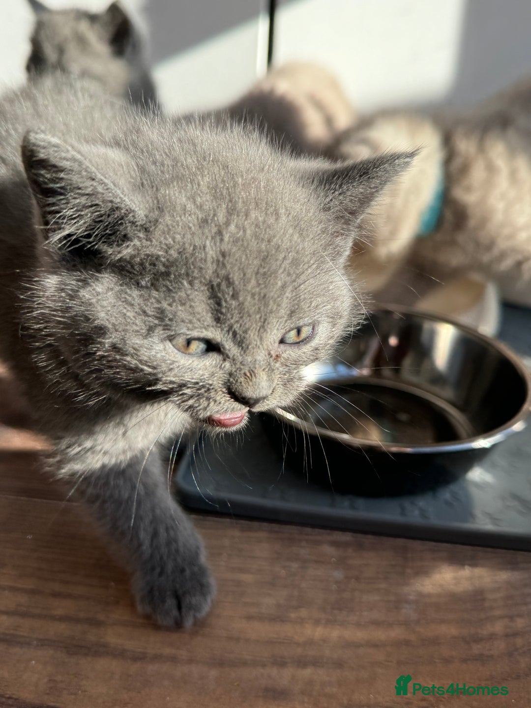 Scottish Fold cats for sale: Amazing Kittens Waiting for You! Just 2 left🥰 - Image 12
