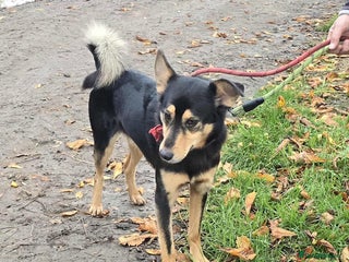 Mixed Breed dogs BRILLIANT BERTIE - Advert 14