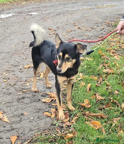 Mixed Breed dogs BRILLIANT BERTIE - Advert 7