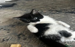 Mixed Breed cats for sale: Kittens black and white  - Image 2