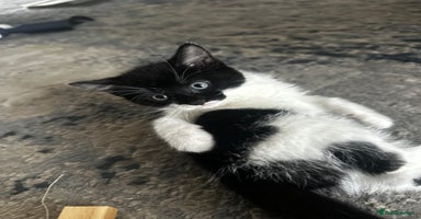 Mixed Breed cats - Advert 3