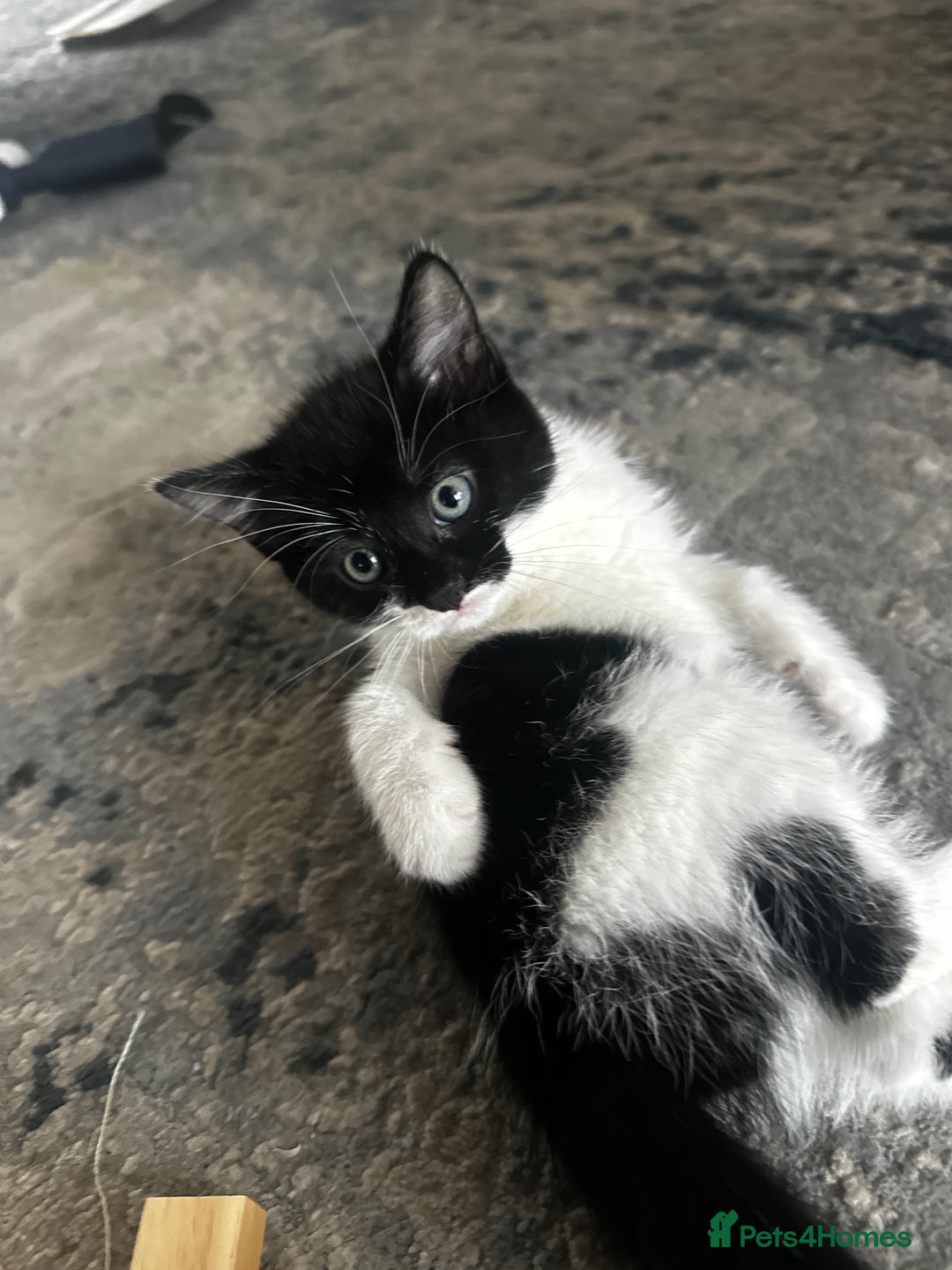 Mixed Breed cats for sale: Kittens black and white  - Image 2