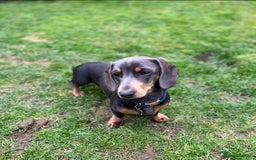 Miniature Dachshund dogs for stud: Available for stud blue and tan mini dachshund - Image 27