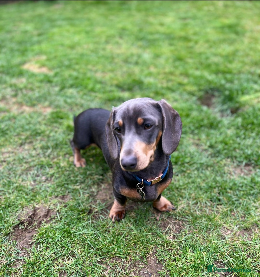 Miniature Dachshund dogs for stud: Available for stud blue and tan mini dachshund - Image 27