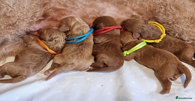Cavapoo dogs - Advert 9