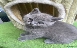 British Shorthair cats for sale: Four tiny heart-stealers looking for loving home - Image 13