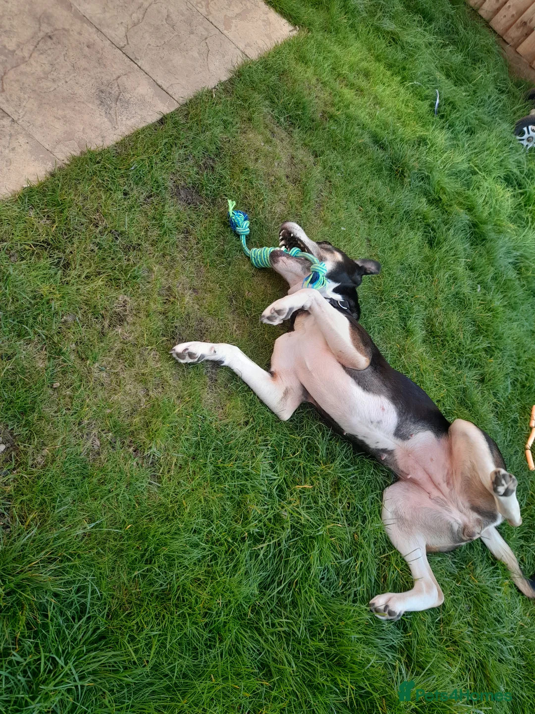 Mixed Breed dogs for sale: Hollie in Pershore - Advert 8