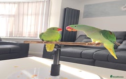 Ringnecks birds for sale: Alexandrine/Indian ringneck - Image 2