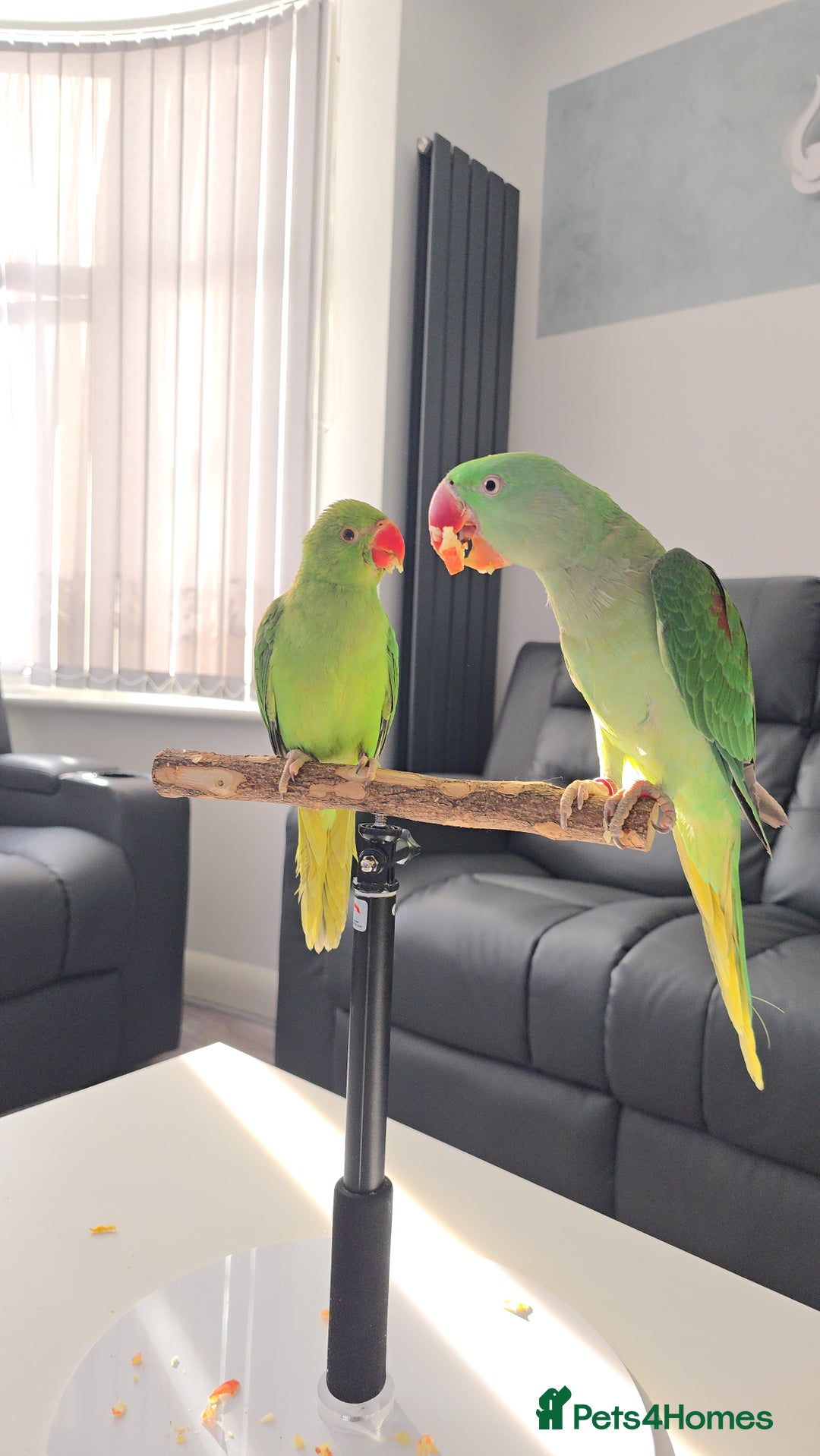 Ringnecks birds for sale: Alexandrine/Indian ringneck - Image 2