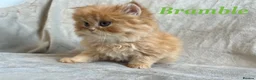 Persian cats for sale: 5 Beautiful Pure Persian Kittens - Advert 3