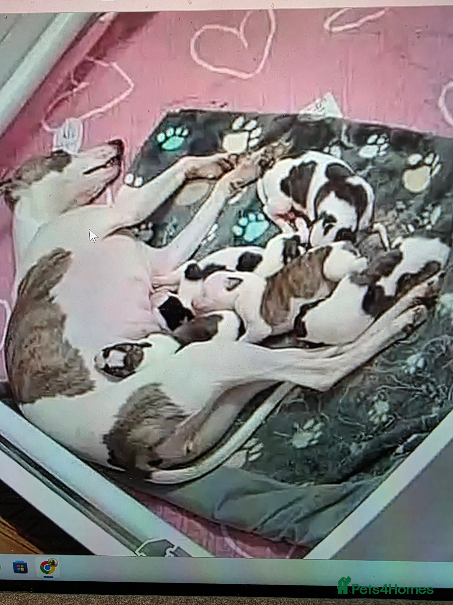 Whippet dogs Pedigree whippet bitch - Advert 18