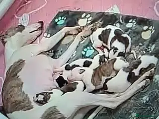 Whippet dogs Pedigree whippet bitch - Advert 18