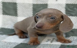 Miniature Dachshund dogs for sale: KC Reg Miniature Dachshund Puppies  - Image 18
