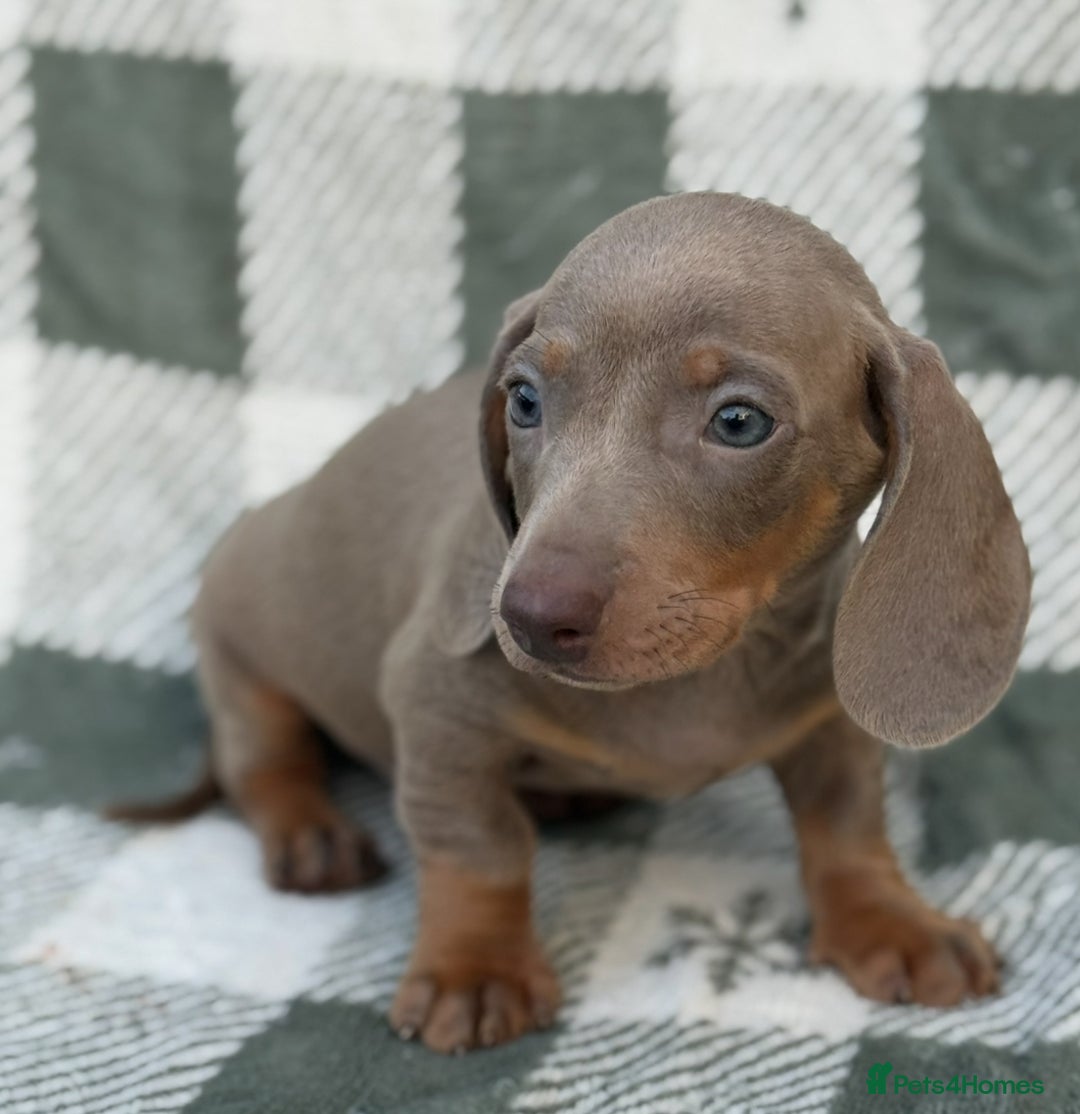 Miniature Dachshund dogs for sale: KC Reg Miniature Dachshund Puppies  - Image 18
