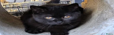 Black male 