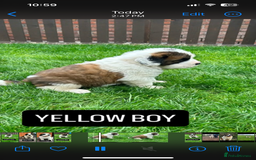 Saint Bernard dogs for sale: Stunning kc Saint Bernard puppies  - Image 15