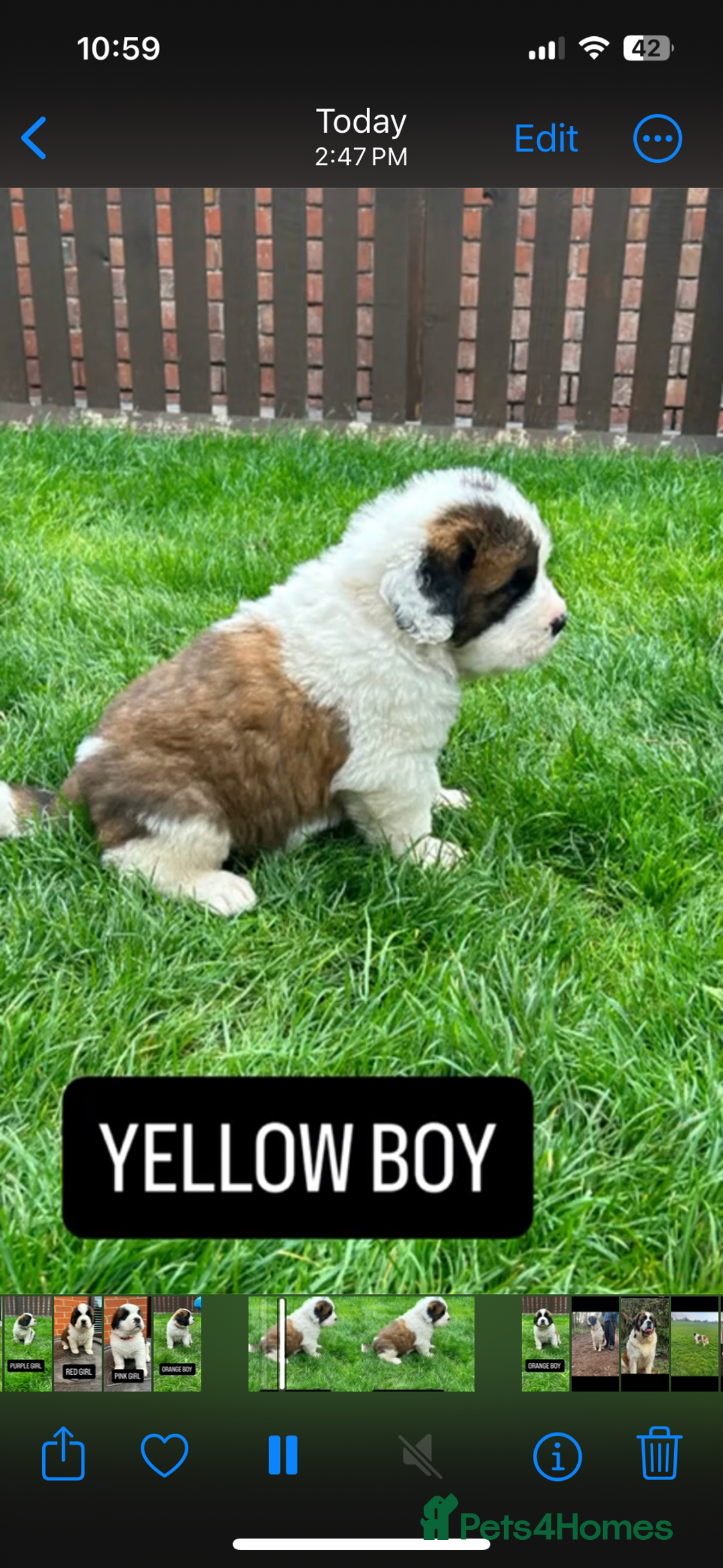 Saint Bernard dogs for sale: Stunning kc Saint Bernard puppies  - Image 15