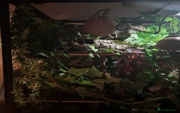 Gecko reptiles for sale: Harlequin Tricolour Crested Gecko + Large Tank - Advert 19