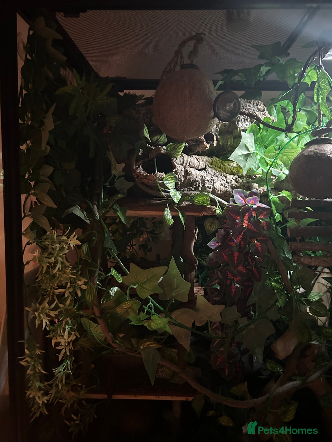 Gecko reptiles for sale: Harlequin Tricolour Crested Gecko + Large Tank - Advert 19