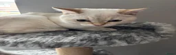 British Shorthair cats for sale: British Shorthair in Hinckley - Advert 8