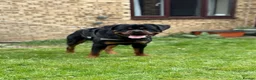 Rottweiler dogs for sale: KC ROTTWEILER PUPPIES DUE SOON  - Advert 11