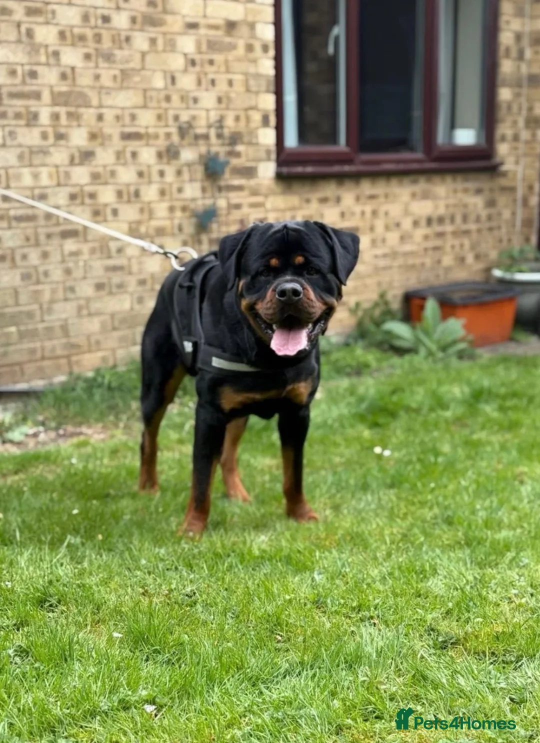 Rottweiler dogs for sale: KC ROTTWEILER PUPPIES DUE SOON  - Advert 11