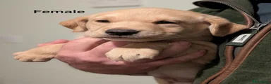 Labrador Retriever 3