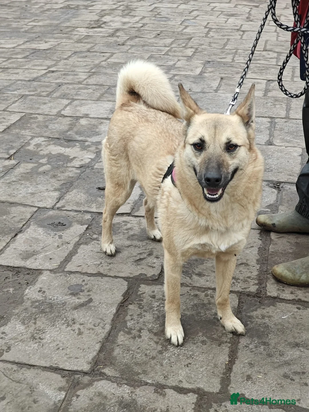 Mixed Breed dogs for adoption: ❤️🐶 STACY – JOYFUL, LOVING AND WELL-BEHAVED in Burton-on-Trent - Advert 1