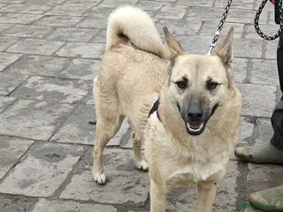 Mixed Breed dogs ❤️🐶 STACY – JOYFUL, LOVING AND WELL-BEHAVED - Advert 1