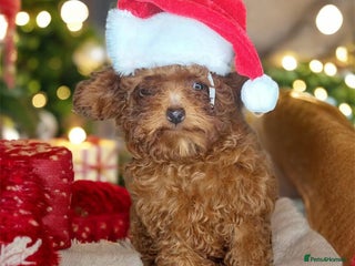 Toy Poodle dogs Full Asian girl - Advert 2