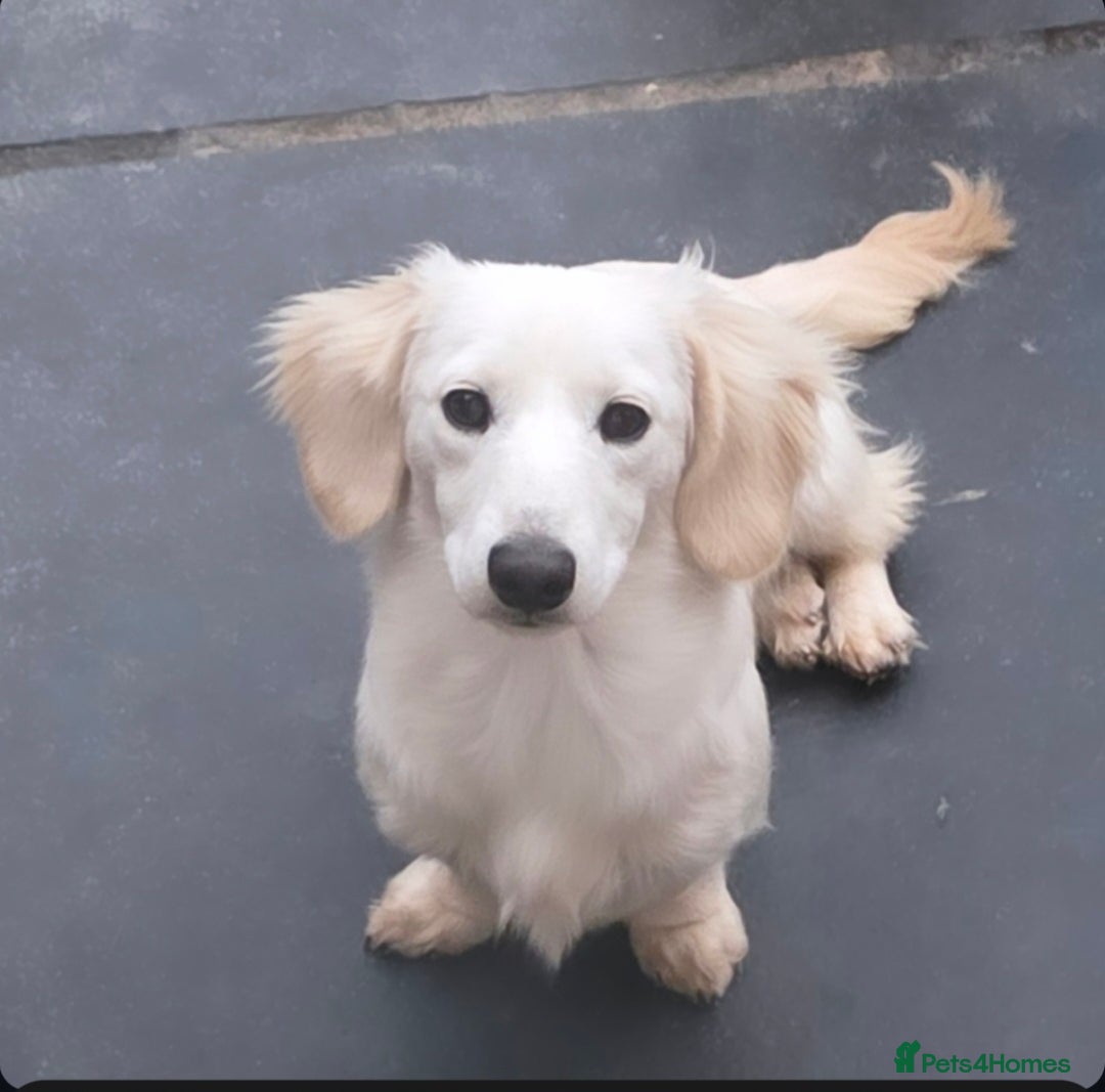 Miniature Dachshund dogs for stud: STUNNING ee/ii DOUBLE INTENSITY CREAM STUD - Advert 5