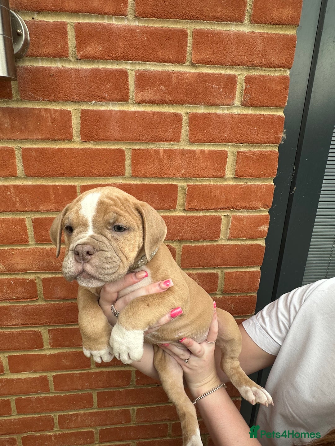 Olde English Bulldogge dogs for sale: OLDE ENGLISH BULLDOGGE PUPPIES in Epping - Image 8