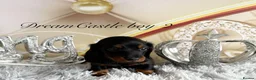 Miniature Dachshund dogs for sale: Adorable miniature datchund Kc reg boys available  - Advert 23