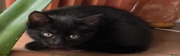 Mixed Breed cats for sale: 6 Lovely Kittens for sale  - Advert 34
