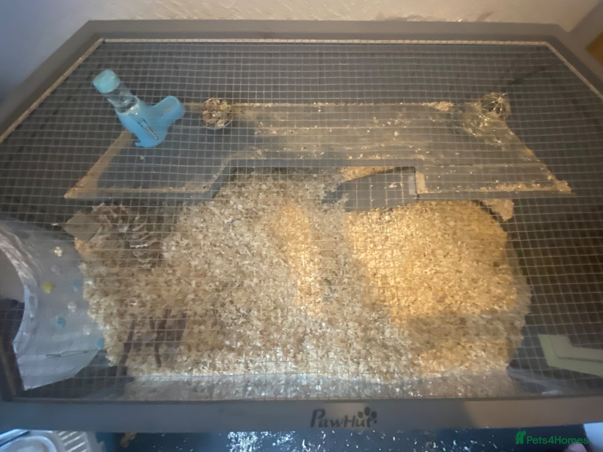 Gerbil rodents for sale: 2 female gerbils for sale  in Telford - Advert 4