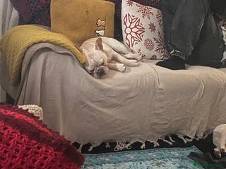 French Bulldog dogs 8 month old female French bull dog - Advert 15