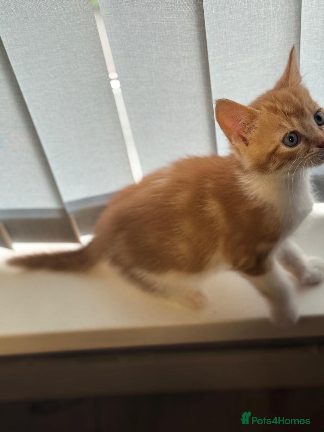 Mixed Breed cats for sale: 5 beautiful 11week old kittens for sale - Advert 9