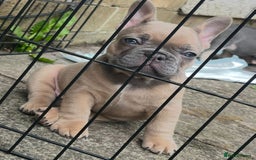 French Bulldog dogs for sale: Beautiful true to type French bulldog pups 3 left  - Image 5