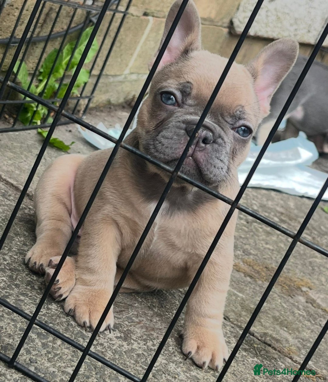 French Bulldog dogs for sale: Beautiful true to type French bulldog pups 3 left  - Image 5