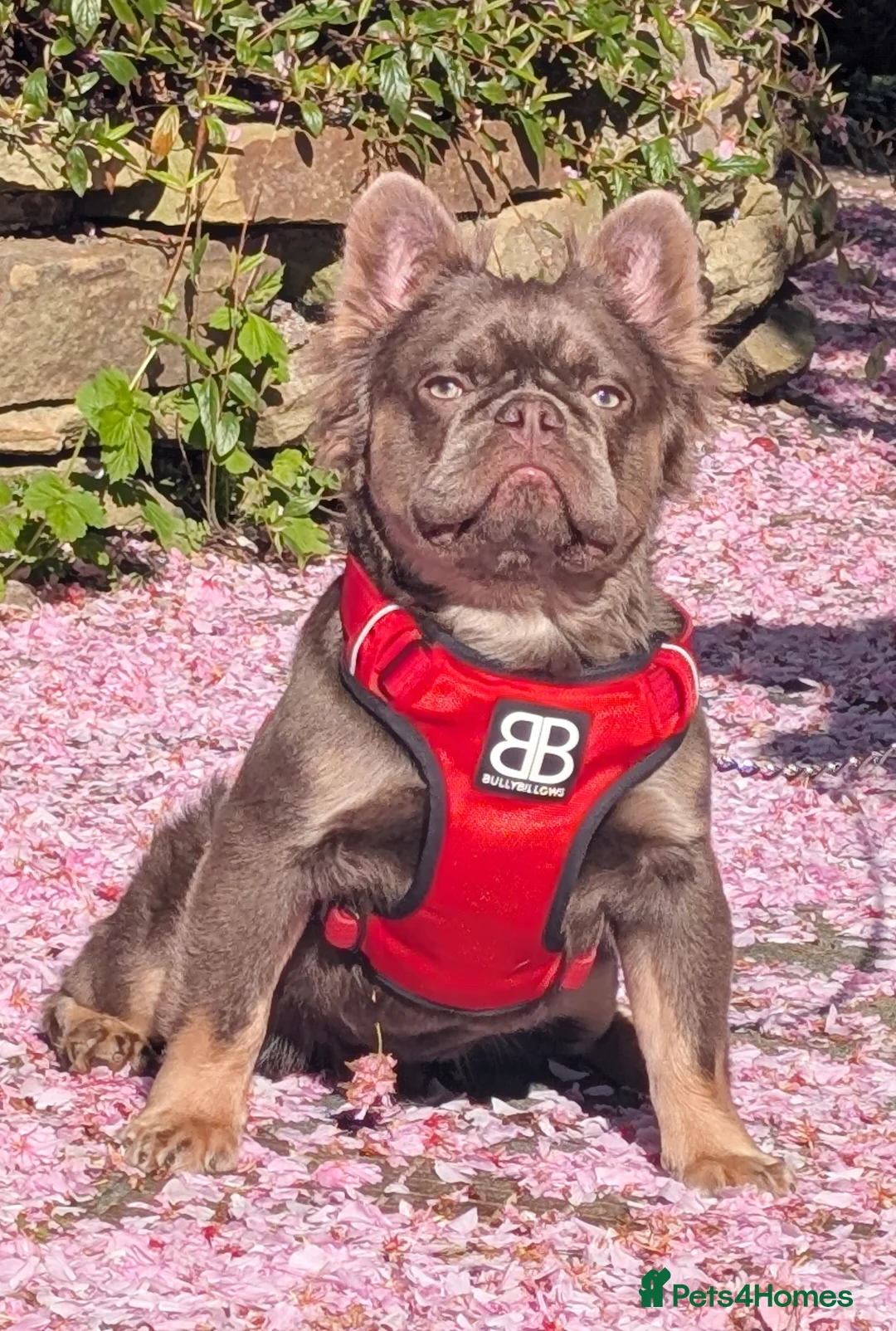 French Bulldog dogs for stud: Skittles, Isabella tan, fluffy, pink carrier in Sheffield - Advert 3