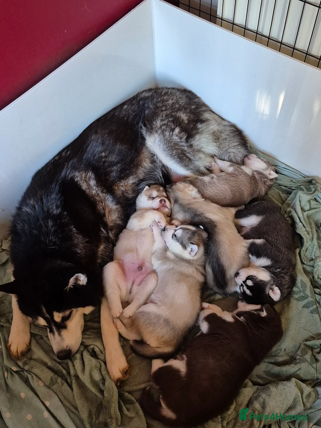 Siberian Husky dogs for sale: Fluffy & Smart Siberian Huskies 2 girls left - Advert 18
