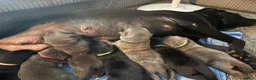 Labrador Retriever dogs for sale: Now taking deposits on my beautiful babies - Advert 8