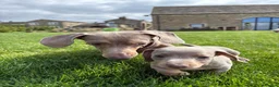 Miniature Dachshund dogs for sale: Beautiful Dachshunds  - Advert 9