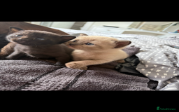 Burmese cats for sale: Burmese X Sisters  - Image 12