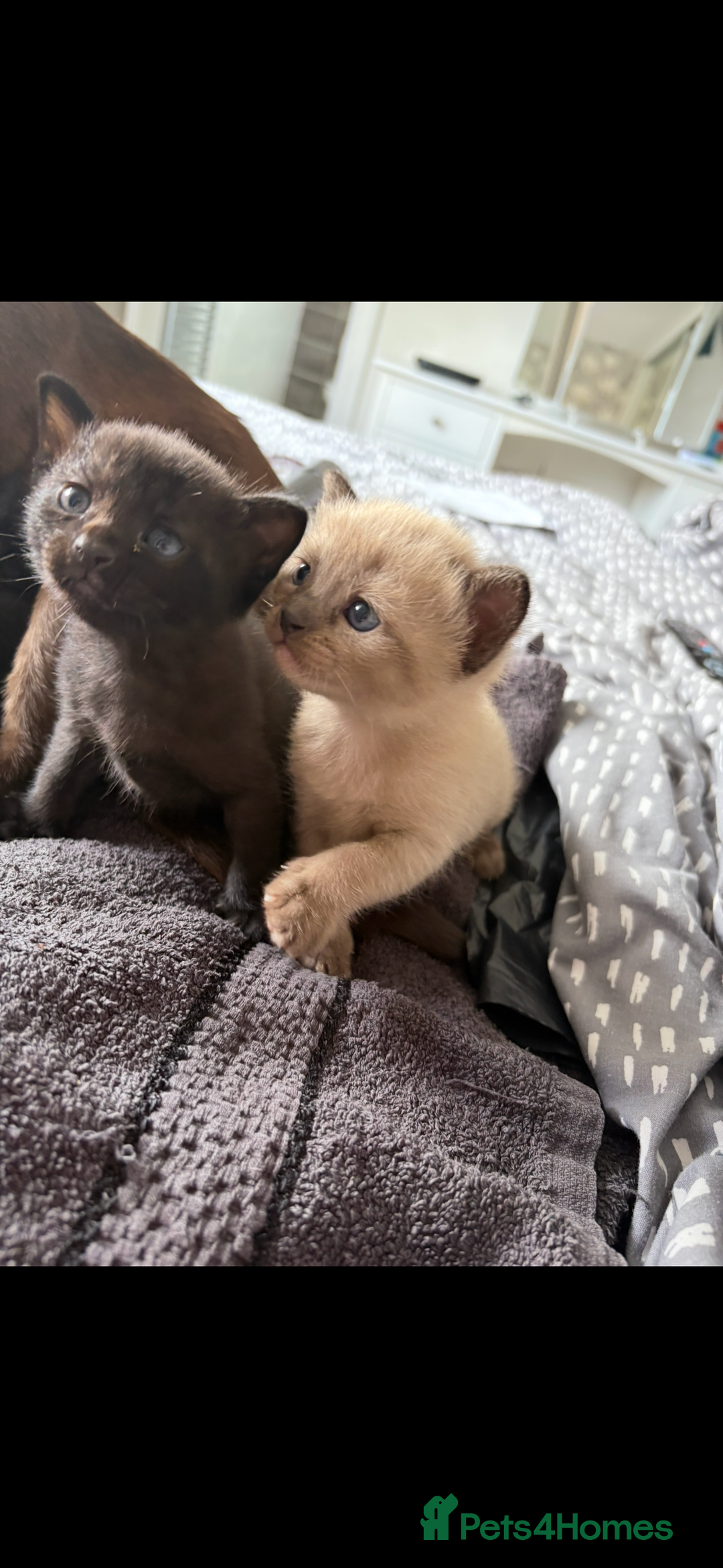 Burmese cats for sale: Burmese X Sisters  - Image 12