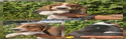Basset Hound dogs for sale: KC REG Bassett Babies - Advert 7