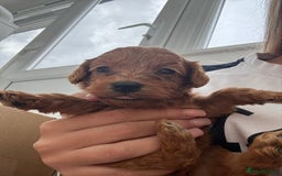 Cavapoo dogs for sale: Fox RED Cavapoo Puppies - Image 23